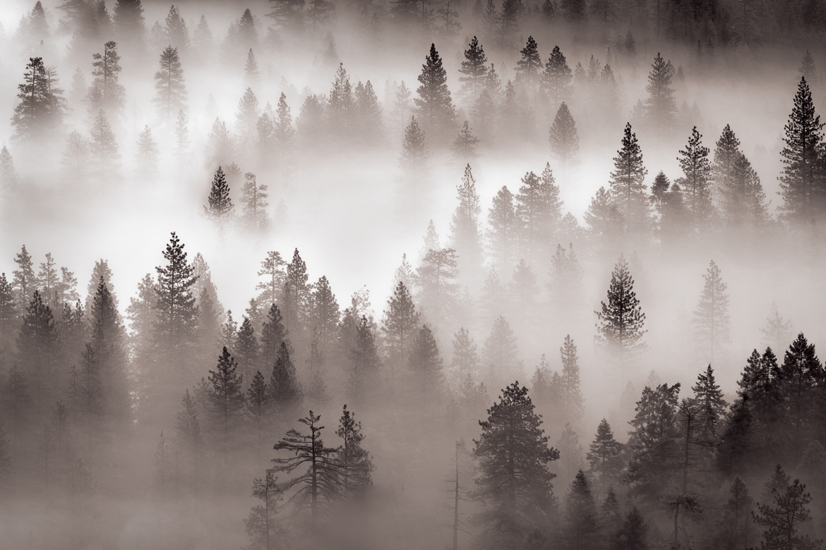 Trees in the Mist I | Yosemite National Park | Jan 2016