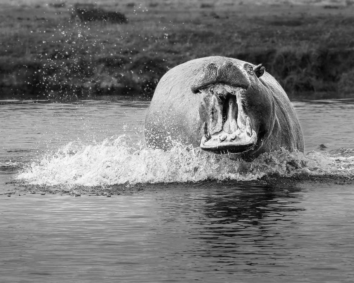 Angry Hippo | Chobe River, Botswana | Aug 2019